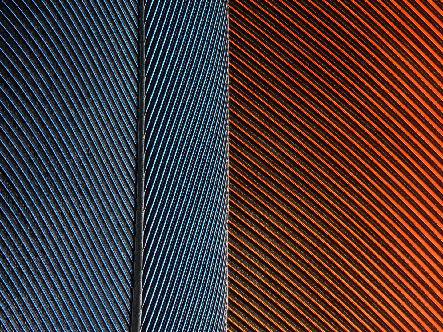 Série Penas, Plumas e Penugens - Obra nº3