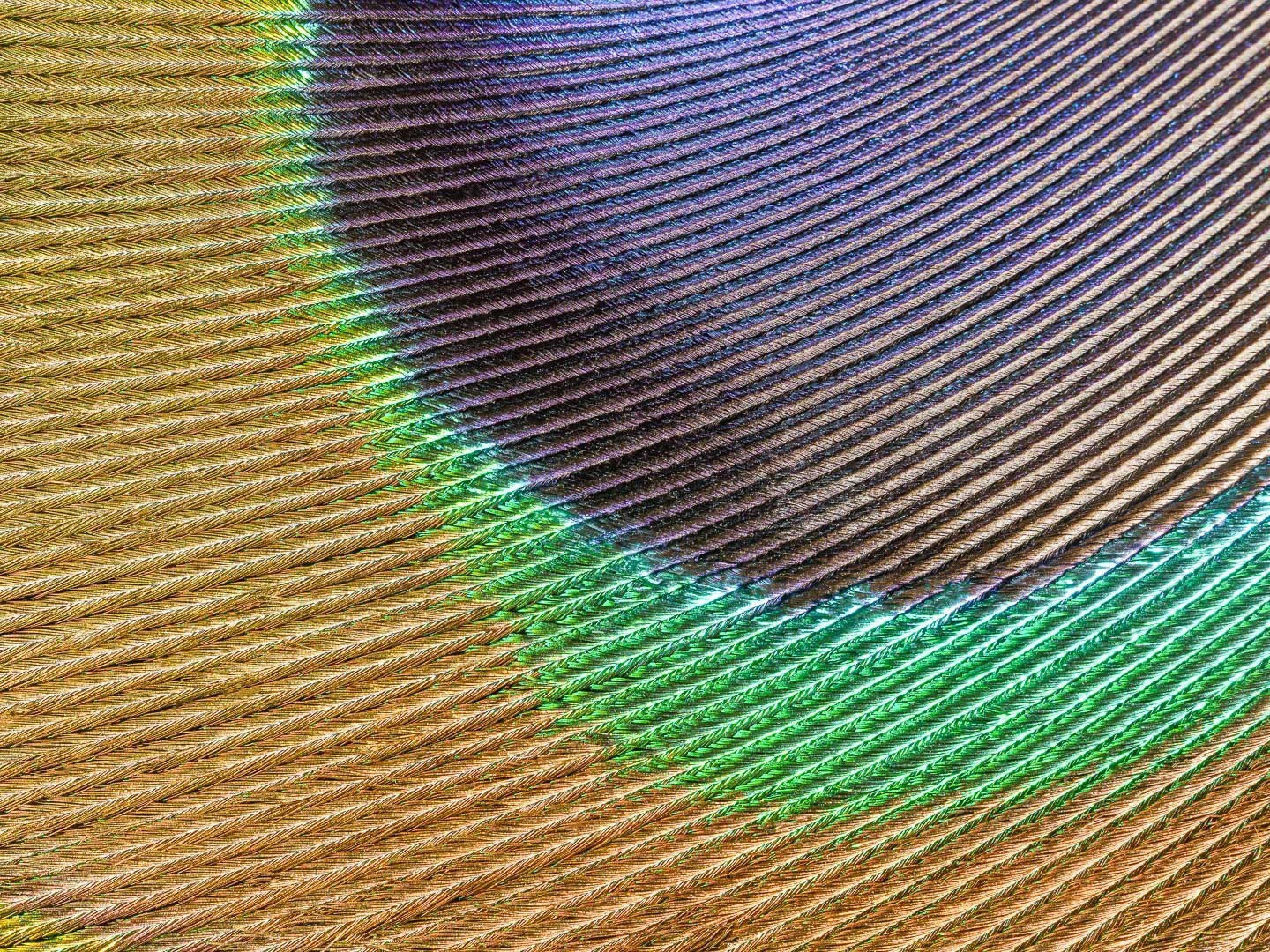 Série Penas, Plumas e Penugens - Obra nº9