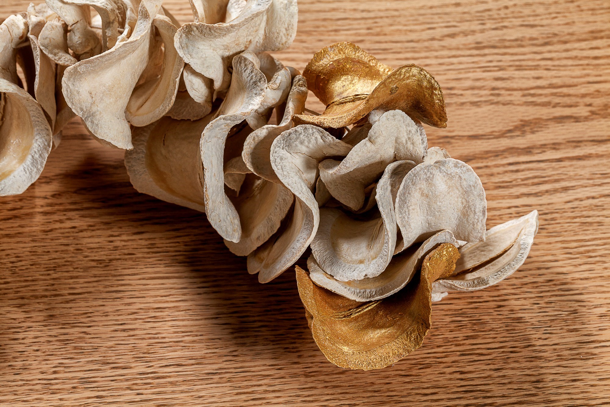 YA022OU0 - 120 CM ESC BOCA DE SAPO