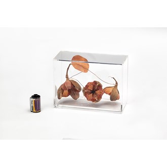 YA140CL1 - CAIXA ACRILICA P HORIZONTAL ROSA TEFÉ