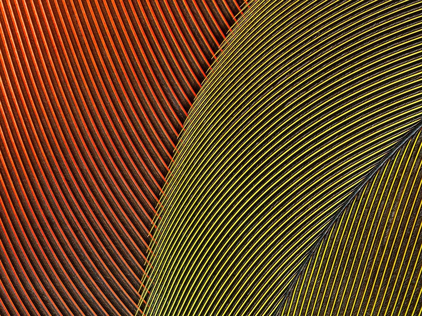 Série Penas, Plumas e Penugens - Obra nº1