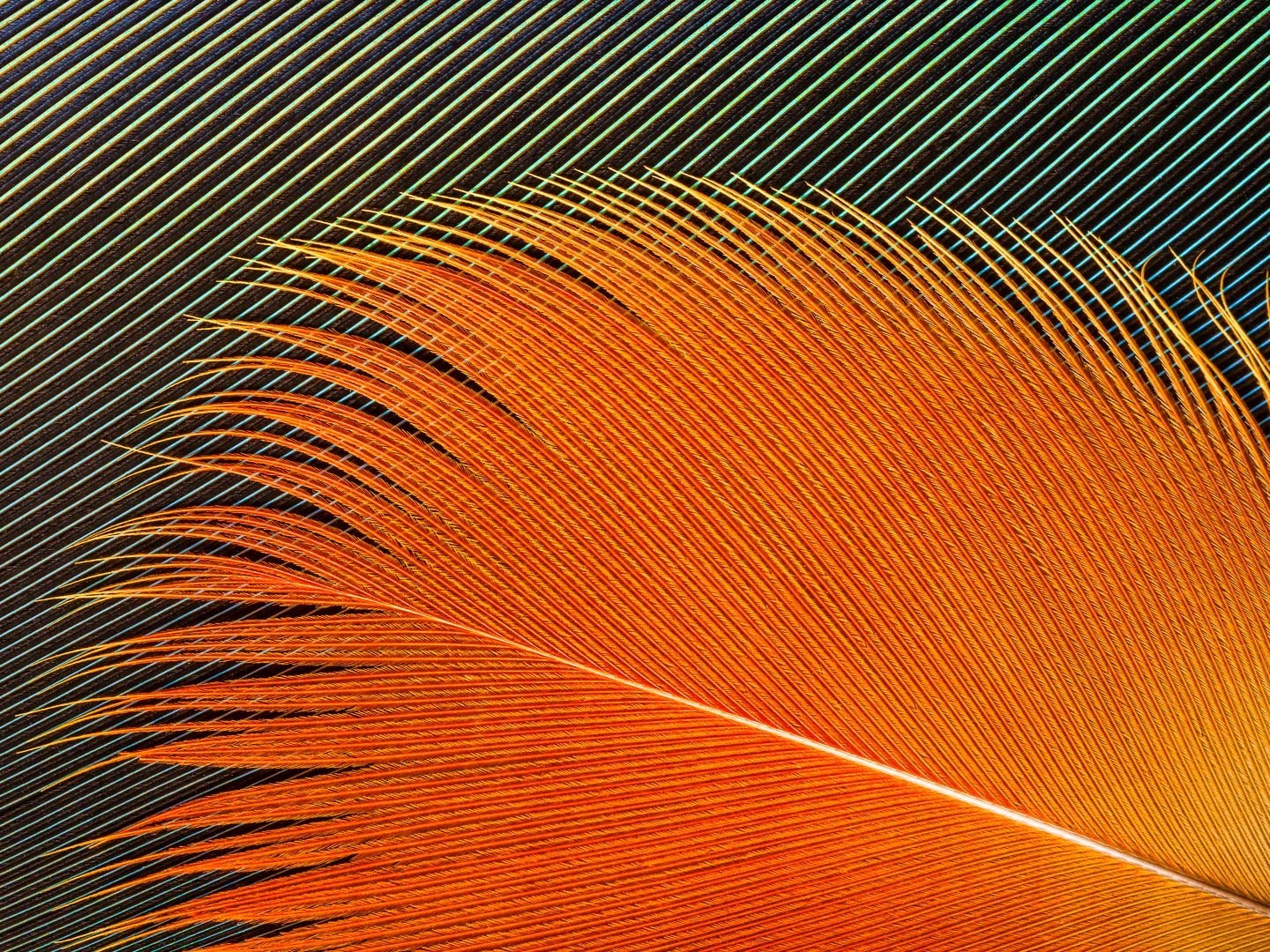 Série Penas, Plumas e Penugens - Obra nº7